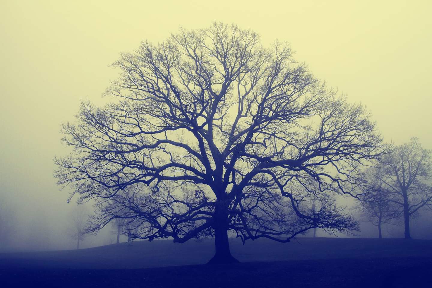 Bare tree silhouetted in heavy morning fog