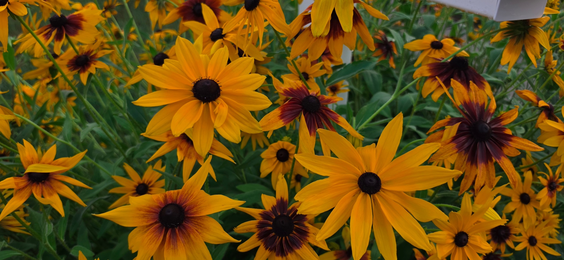 Golden black-eyed susans in full bloom